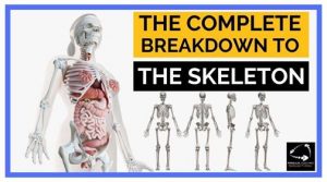 Level 2 Anatomy: The Complete Guide To The Skeleton