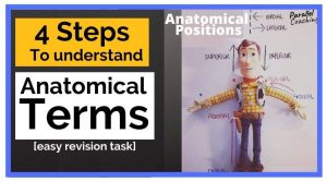 4 Steps to Understand Anatomical Terms: Easy Revision Task