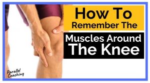 How To Remember The Muscles Around The Knee