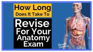 How long does it take to revise for your anatomy exam?