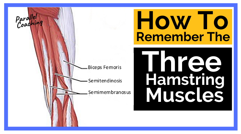 How to Remember the Three Hamstring Muscles
