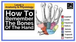 Anatomy Revision How to remember the bones of the hand