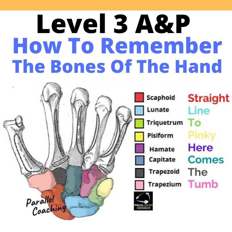 How To Remember The Bones Of The Hand