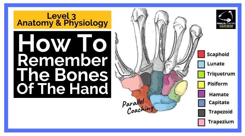 Anatomy Revision How to remember the bones of the hand