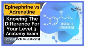 Epinephrine vs Adrenaline Knowing The Difference For Your Level 3 Anatomy Exam