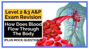 How Does Blood Flow Through The Body - anatomy revision