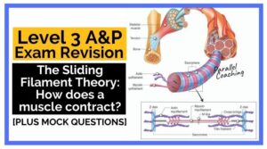The Sliding Filament Theory How does a muscle contract
