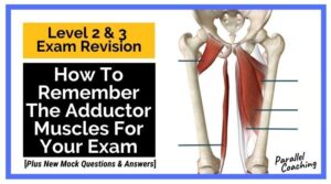 How to remember the adductor muscles - L3 anatomy revision