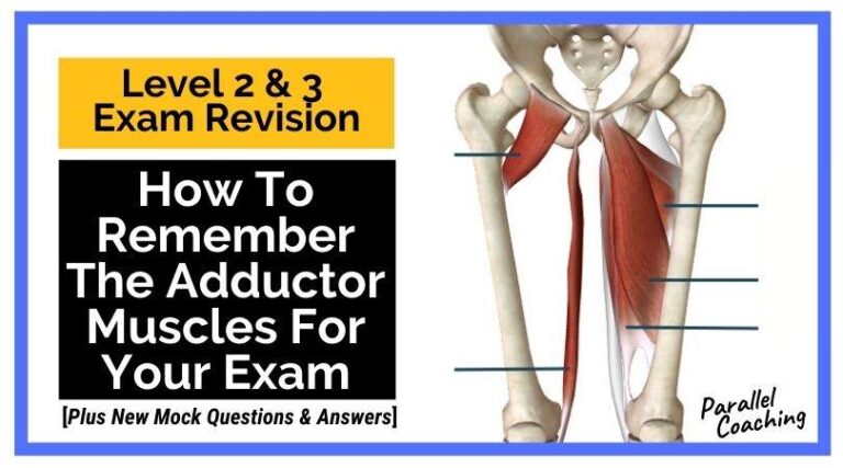 How To Remember The Adductor Muscles Incl Origins And Insertions
