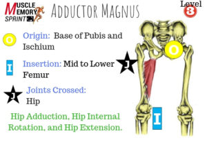 What is the origin and insertion Adductor Magnus muscle flashcard