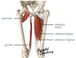 how to remember the adductor muscles 1