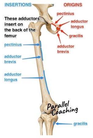 how to remember the adductor muscles  1