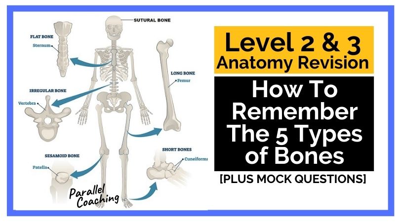 How To Remember The 5 Types of Bones - Acronym for Anatomy Exam