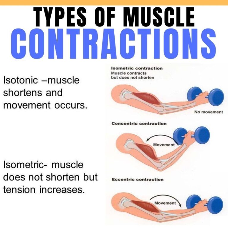 What's The Difference Between Isometric and Isotonic Muscle Contractions?