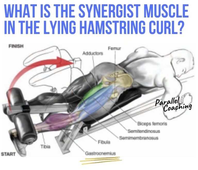 What is the Synergist Muscle in the Lying Hamstring Curl?