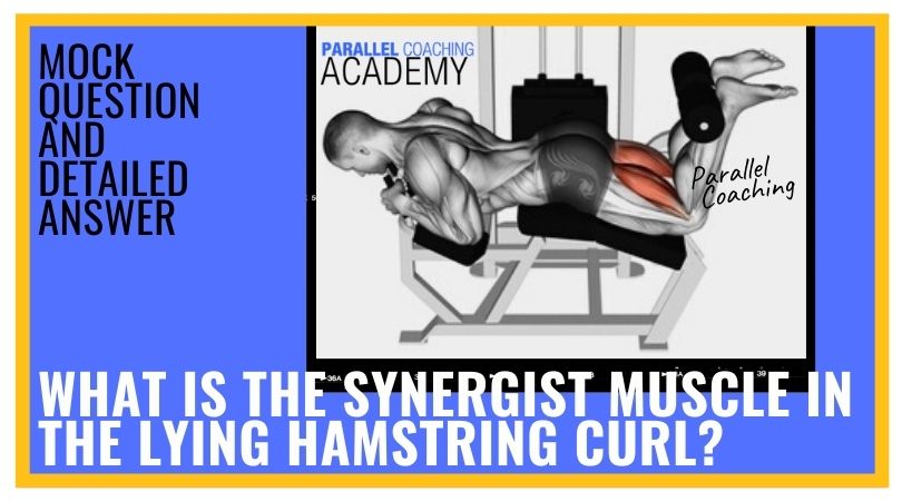 What is the Synergist Muscle in the Lying Hamstring Curl?