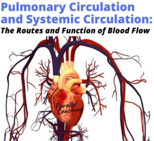 pulmonary circulatory system and systemic circulation