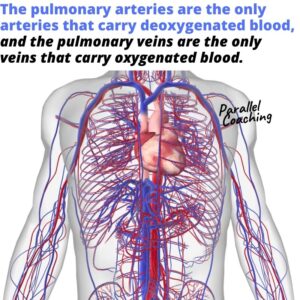 pulmonary circulatory system -arteries and veins