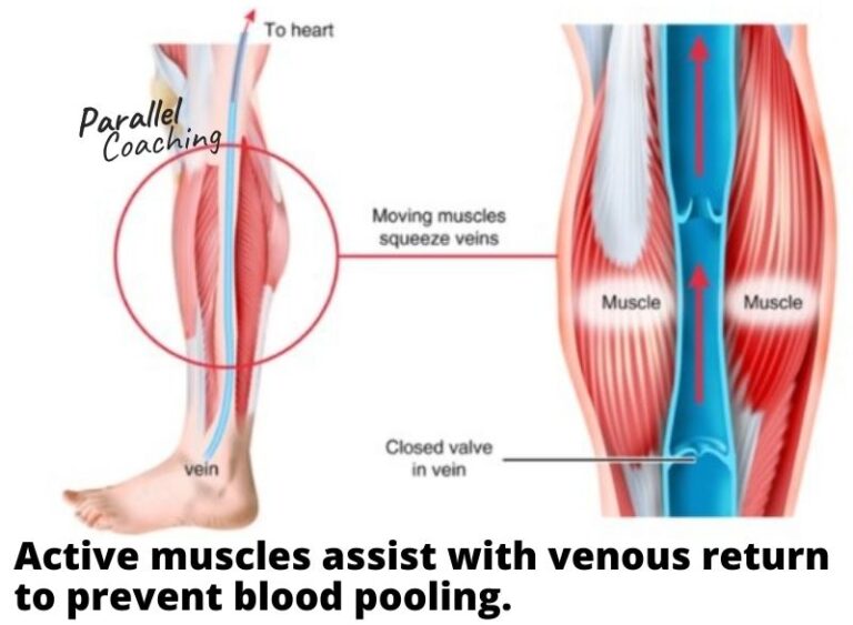 Blood Pooling Mock Questions Dissection - L2 Anatomy Revision - What Does Blood Pooling In Legs Feel Like