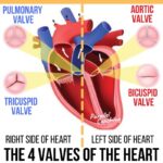 Understanding The Types Of Heart Valves - L3 Anatomy Exam