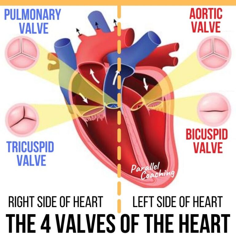 Understanding The Types Of Heart Valves L3 Anatomy Exam