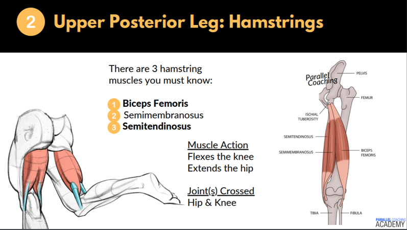 Origin and insertions of the hamstrings