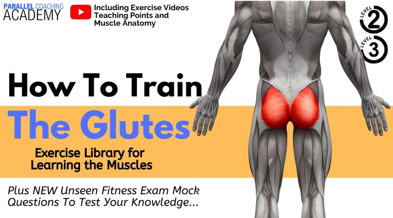 How To Train The Glutes - Exercise Library for learning the muscles