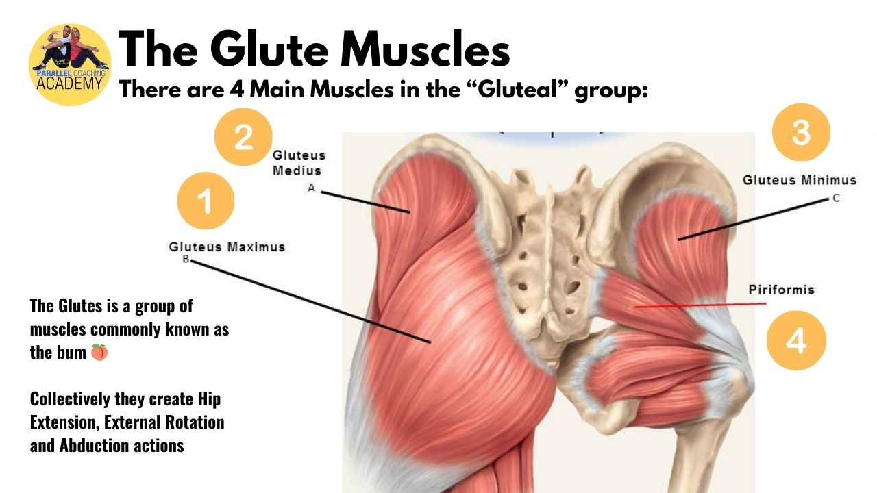 Glute Muscles Anatomy Gluteus Minimus Muscle
