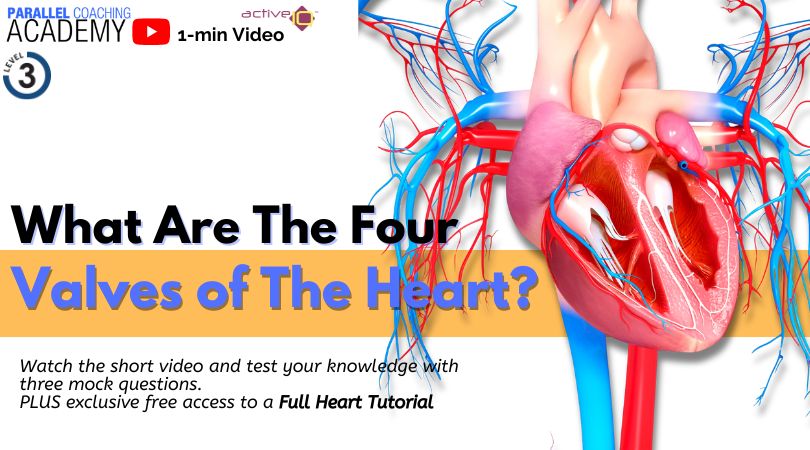 What Are The Four Valves Of The Heart
