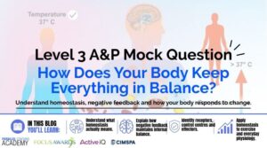 Homeostasis Explained How Does Your Body Keep Everything in Balance