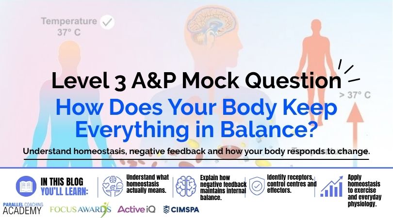 Homeostasis Explained How Does Your Body Keep Everything in Balance