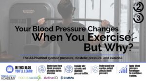 What Happens to Blood Pressure During Exercise Level 3 A&P