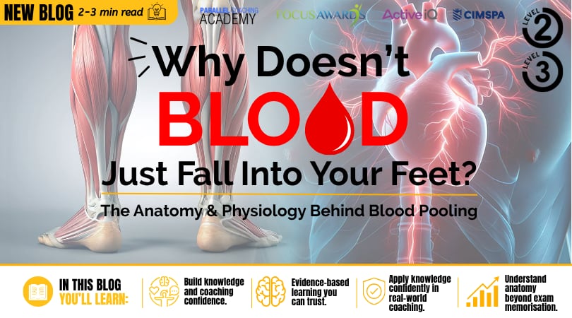 Why Doesnt Blood Just Fall Into Our Feet - The Anatomy and Physiology Behind Blood Pooling