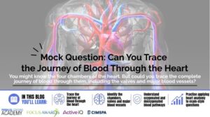Blood Flow Through the Heart A&P Explained