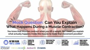 Mock Question Can You Explain What Happens During a Muscle Contraction