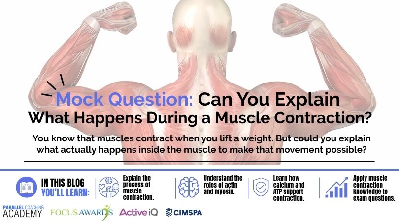 Mock Question Can You Explain What Happens During a Muscle Contraction