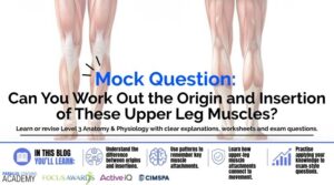 Muscle Origins and Insertions Upper Leg A&P Explained