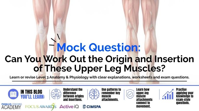 Muscle Origins and Insertions Upper Leg A&P Explained